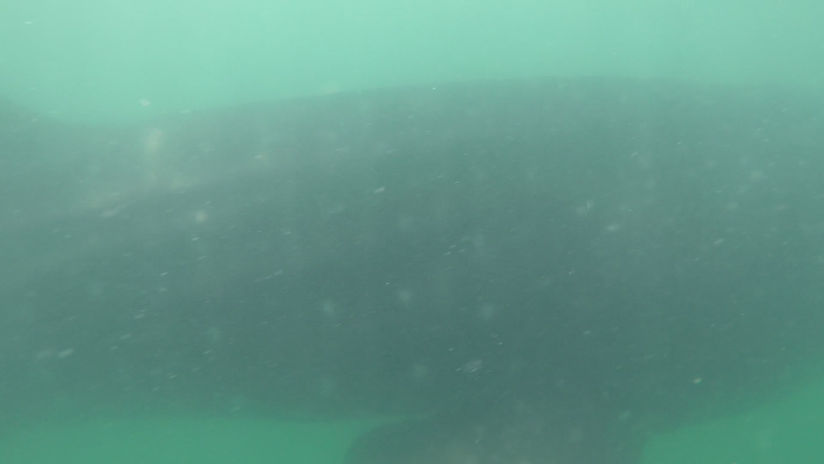 Whale Shark-5